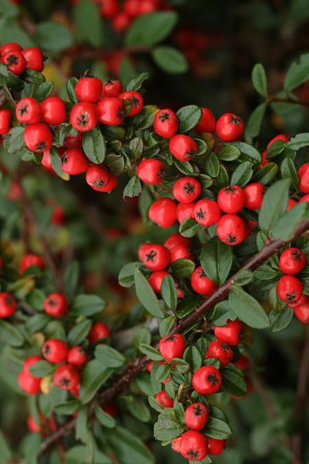 BEARBERRY COTONEASTER  (Cotoneaster dammeri 'Coral Beauty') is great for year-round color in the garden, but especially during fall and winter. Use as a ground cover for sunny areas in the garden. Zones 5-8. See more evergreen shrubs your garden will love by clicking the link. Bearberry Plant, Cotoneaster Dammeri, Raised Garden Beds Cinder Blocks, Garden Zones, Red Flowers Garden, Common Garden Plants, Winter Shrubs, Grasses Landscaping, Garden Shrubs