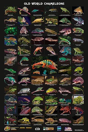 Types Of Chameleons, Insects Names, Prehistoric Period, Gecko Terrarium, Reptile Room, Chameleons, Animal Room, Leopard Gecko, Drawing Tutorial Easy