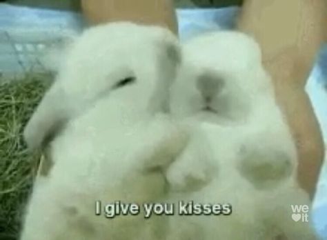 Bunny Kiss, Shameless Mickey And Ian, Silly Rabbit, Cute Kiss, Animal Study, Cute Rats, It's A Secret, Love My Boyfriend, Funny Bunnies