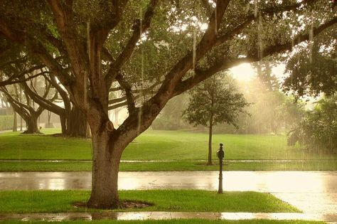 Mellow Vibes, April Rain, Rain Lights, Dark Summer, I Love Rain, Summer Rain, Weather And Climate, Rain Photography, Light Summer