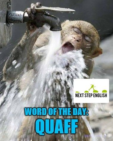 quaff meaning to drink a large amount of something very quickly Funny Animal Images, Monkey Pictures, Monkeys Funny, A Monkey, Monkey Business, Type One, Primates, Animals Images, Funny Animal Pictures