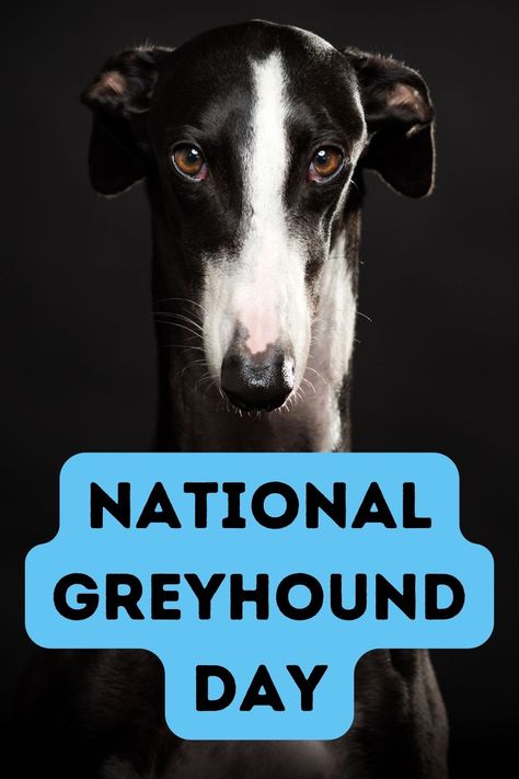 National Greyhound Day Greyhounds Funny, Racing Dogs, Greyhound Rescue, Greyhound Adoption, American Kennel Club, Pet Holiday, Italian Greyhound, Dog Show, Animals Of The World