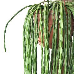 Rhipsalis Paradoxa, Air Plants Decor, Plant Goals, Cactus Planta, Plant Aesthetic, Plant Cuttings, Indoor Gardening, Unique Plants, Cactus Y Suculentas