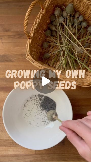 Breanna Ellis on Instagram: "When I learned about breadseed poppies I knew I had to try and grow them for my own poppy seeds! Needless to say I’m obsessed! 🍋💛  I’ll get some of these questions so here’s some answers ⬇️  Breadseed Poppy Seeds - @reneesgardenseeds  Recipe for bread - @tastesbetterfromscratch  Dress - @christydawn (I have a code - 15BRE for 15% off)  Overalls - @levis   #breadseedpoppy #poppyseed #lemondessert #homegrown #growyourown #backyardgarden #backyardhomestead #poppies #growingfood #gardening #trysomethingnew" Overalls Levis, Breadseed Poppy, Recipe For Bread, Planting Poppies, Garden Recipes, California Poppy, Lemon Desserts, Poppy Seeds, Growing Food