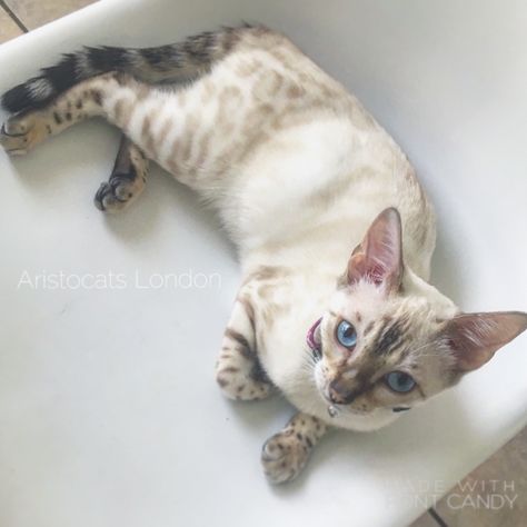 Snow Lynx Bengal Cat, Snow Lynx Bengal, Snow Bengal Cat, Supernatural Au, Snow Bengal, Cat References, Bengal Kittens, Asian Leopard Cat, Wcue Morph