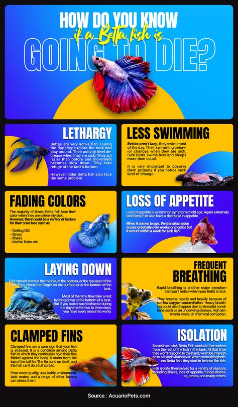 Most Common Betta Fish Signs Before They Die Colorful Betta Fish, What Fish Can Live With Bettas, Beta Fish Care, Betta Fish Tank Ideas, Betta Fish Bowl, Blue Tongue Skink, Betta Fish Care, Betta Aquarium, Fish Feed