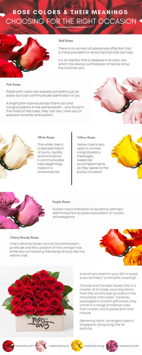 Red Rose Meaning, The Rose Code, Colors And Their Meanings, Red Rose Png, Rose Meaning, Crunchy Mama, Roses Only, Rose Colors, Giving Flowers