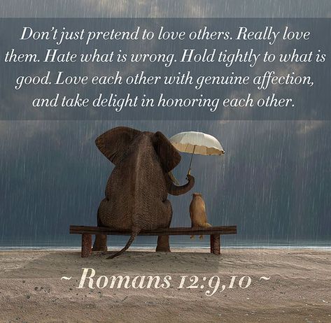 Love One Another Quotes, Romans 12 9, Morning Tuesday, Bible Journals, Healing Spirituality, Healing Scriptures, Ayat Alkitab, Scripture Pictures, Brotherly Love