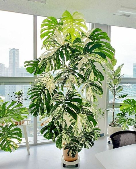 Chicago BLOOM™ on Instagram: “HAPPY #monsteramonday 😎 Just warms our heart seeing this beautiful specimen 🥰🤩 : COOL plant Alert 📢 💚🌿🤤 Love sharing fantastic plant…” Indoor Tropical Plants, Low Maintenance Indoor Plants, Large Indoor Plants, Plant Goals, Variegated Plants, Plant Decor Indoor, Plant Aesthetic, House Plants Decor, Monstera Deliciosa