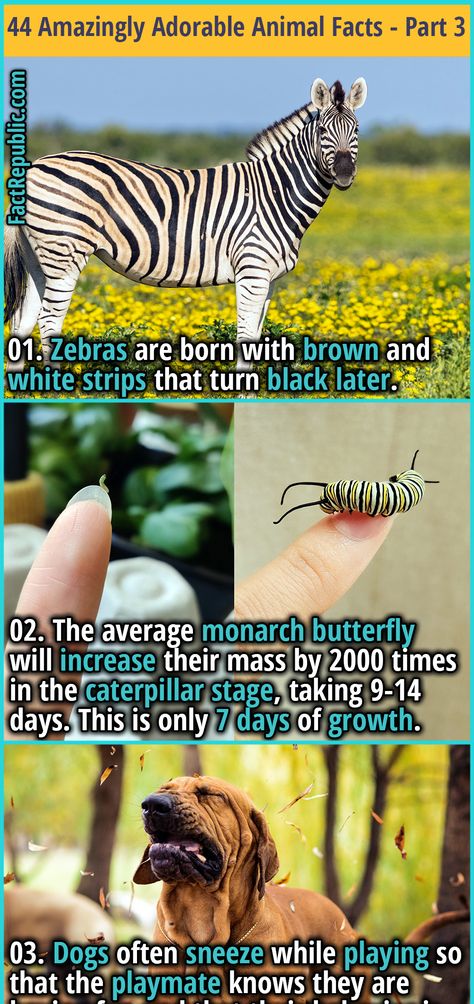 01. Zebras are born with brown and white strips that turn black later. #animal #didyouknow #interesting #fascinating #zebra #insect #dog #science Zoology Career, Dog Science, Animal Facts Interesting, Random Knowledge, Land Animals, Fun Facts About Animals, 10 Interesting Facts, True Interesting Facts, Creepy Facts