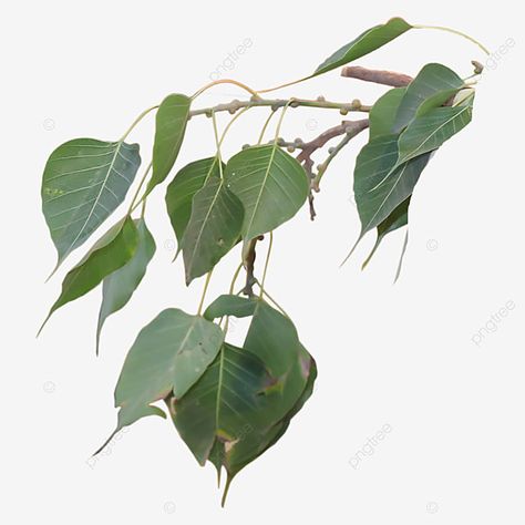 Peepal Leaf, Branch Vector, Arunachal Pradesh, Leaf Illustration, Leaf Border, Willow Branches, Banyan Tree, Leaf Background, Flower Branch