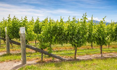 Miraculously Easy Tips on How to Build an Ethereal Grape Trellis - Gardenerdy How To Build A Grape Vine Trellis, Wine Trellis, Grape Vine Tree, Grape Trellis, Berry Patch, Vine Trellis, Chicken Cages, Tree Pruning, Growing Grapes