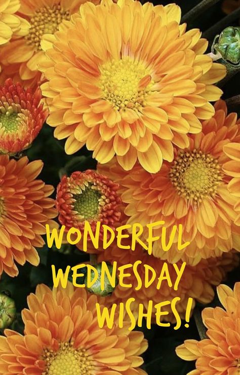 Wednesday Morning Greetings, Wednesday Hump Day, Wednesday Greetings, Wednesday Wishes, Wednesday Blessings, Wisdom Wednesday, Positive Morning Quotes, Positive Morning, Good Morning My Friend