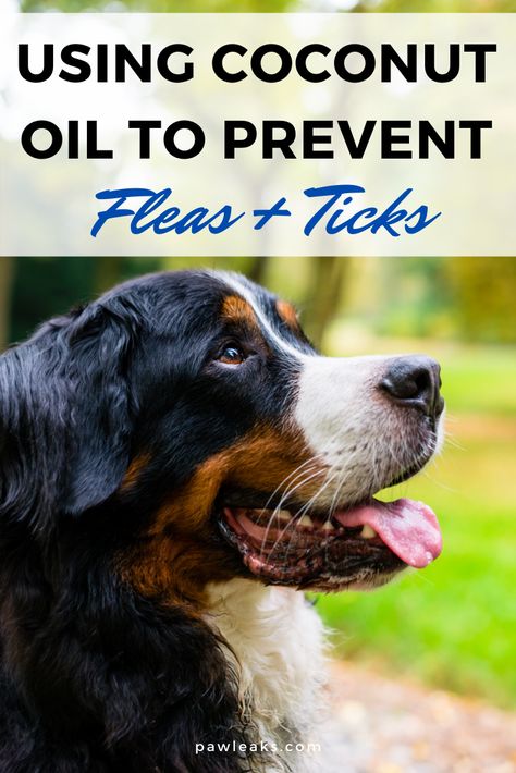 Keeping your dog healthy and happy at all times should be a priority. But when the days get warmer and brighter during spring and summer, ticks and fleas start to lurk around every corner. These bugs carry fatal diseases like Lyme disease or FAD. Animals are hypersensitive to chemical products and they can cause diarrhea, vomiting, irritations or even seizures. So what is the best way to get rid of fleas and ticks in a natural and safe way? #ticks #fleas #coconutoil Natural Flea And Tick Prevention For Dogs, Ticks On Dogs Get Rid Of, Natural Flea And Tick For Dogs, Natural Flea Bath For Dogs, Diy Dog Shampoo For Fleas And Ticks, Best Way To Get Rid Of Fleas On Dogs, Diy Dog Flea And Tick Repellent, Natural Flee Repelent Dogs, Getting Rid Of Fleas On Dogs