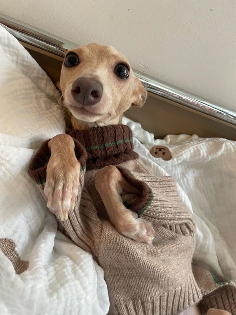 Italian Greyhound Clothes reviews 💗 Cute Italian Greyhound, Italian Greyhound Outfits, Italian Greyhound Aesthetic, Mini Italian Greyhound, Italian Grey Hound, Miniature Italian Greyhound, Greyhound Italian, Grey Hounds, Whippet Puppy