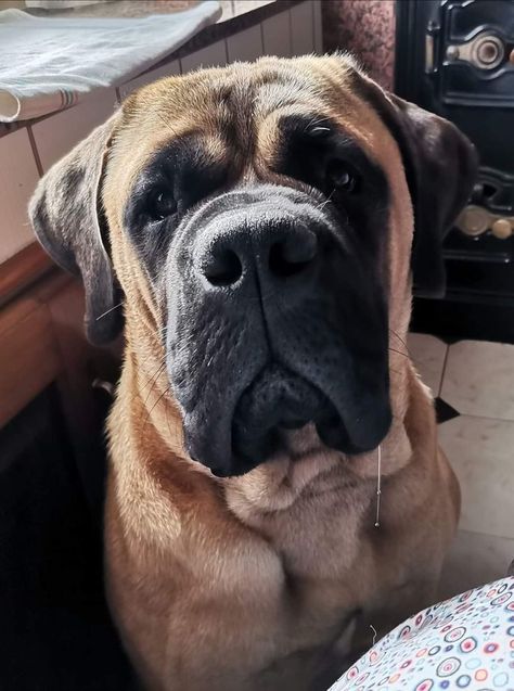 Bull Mastiff Dogs, Bull Mastiff Puppies, English Mastiff Puppies, Mastiff Puppies, Mastiff Dogs, Dream Dog, Bully Dog, English Mastiff, Family Dog