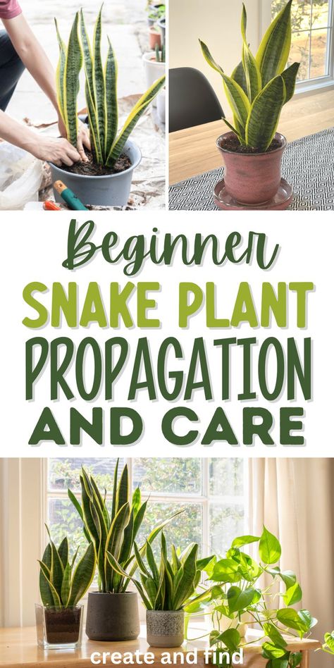 Snake plant propagation and care. Snake Plant Problems, Inside House Plants, Snake Plant Propagation, Water Propagation, Snake Plant Care, Plant Games, Plant Inspiration, Porch Plants, Plant Care Houseplant