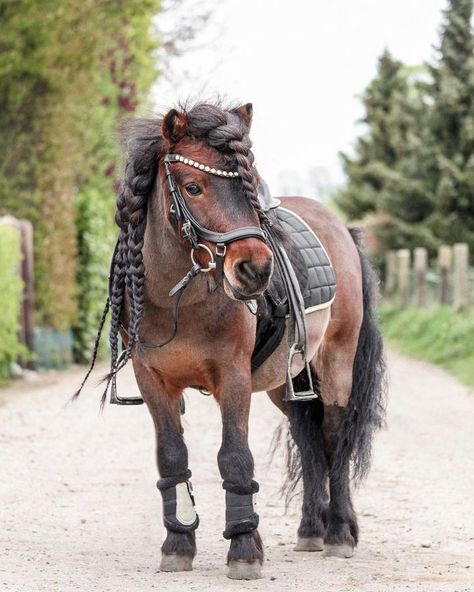 Shetty Pony, Shetland Pony Stable, Shetland Pony Aesthetic, Shetland Ponies In Sweaters, Mini Horse Tack, Shetland Pony Foal, Shetland Ponies, Shetland Pony Riding, Pony Rider