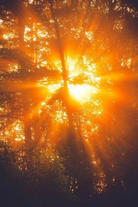 Golden Rays Of Sunshine, Golden Orange Aesthetic, Gamboge Color Aesthetic, Bright Sun Aesthetic, Sun Aethstetic, Sunbeams Aesthetic, Orange Lighting Aesthetic, Ray Of Sunshine Aesthetic, Sun Child Aesthetic