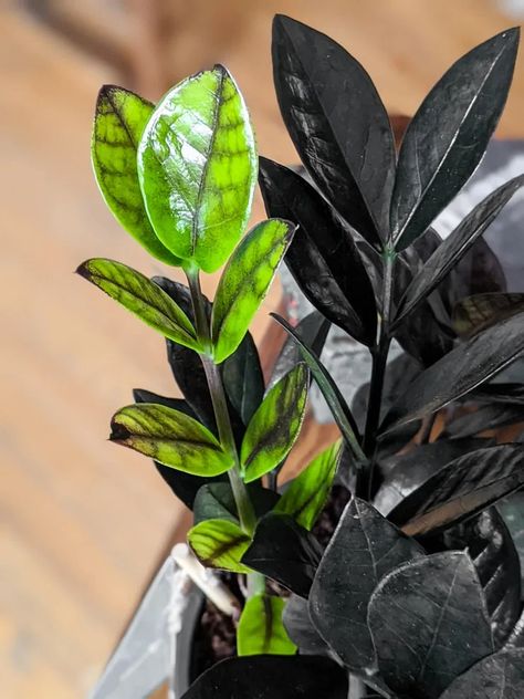 Raven Plant, Zz Plant Propagation, Zz Raven, Raven Zz Plant, Plant Leaves Turning Brown, Zz Plant Care, Zz Plants, Zamioculcas Zamiifolia, Black Plant