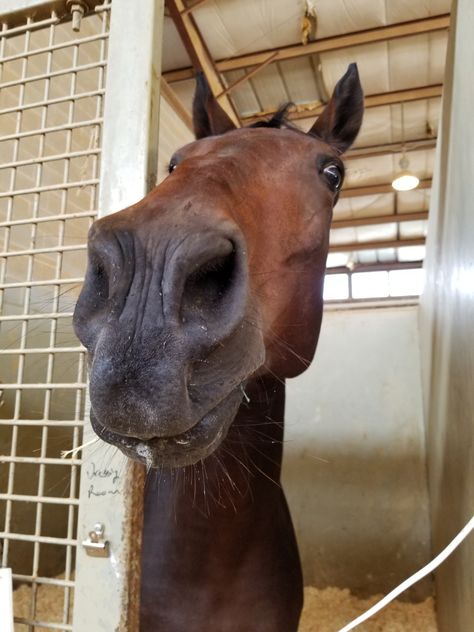 Dark Brown Horse Aesthetic, Horses Aesthetics, Horses Brown, Brown Horses, Horse Brown, Bay Horse, Horse Aesthetic, Brown Horse, All The Pretty Horses