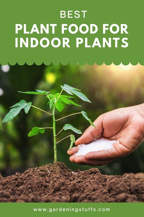 Natural Plant Food For Indoor Plants, Plant Food For Indoor Plants, Plant Food Diy, Indoor Plant Food, Natural Plant Food, Indoor Vegetable Gardening, Home Garden Plants, Fertilizer For Plants, Best Indoor Plants