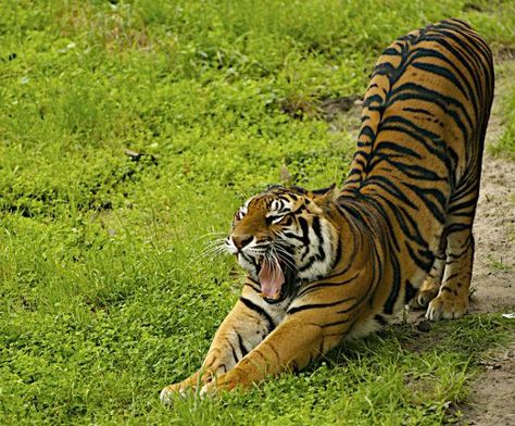 Even Tigers Appreciate a rejuvenating Down Dog. Workout Widget, Tiger Stretching, Animals Doing Yoga, Tiger Photos, Yoga Animals, Cat's Cradle, Morning Stretch, Animal Yoga, Dog Yoga