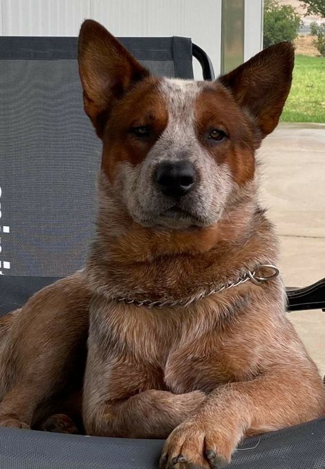 Australian Cattle Dog Funny, Red Heeler Puppies, Ranch Dogs, Red Heeler Dog, Images Of Dogs, Aussie Cattle Dog, Heeler Dogs, Austrailian Cattle Dog, Cattle Dogs Rule