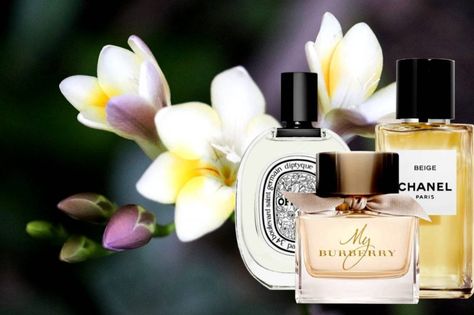 6 Best Smelling Perfumes With Freesia | Viora London Freesia Perfume, Sweet Smelling Flowers, Freesia Flowers, Chanel Fragrance, Designer Perfume, Flower Perfume, Lemon Blossoms, Flower Fragrance, Best Perfumes