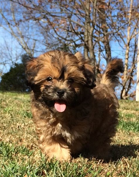 Can't decide between the Shichons or the Shih-poos!!!! Puppies That Dont Shed, Shitzu Poodle Mix, Shipoo Puppies, Shitzu Poodle, Shih Tzu Poodle Mix, Bear Dog Breed, Shih Poo Puppies, Poodle Mix Puppies, Shih Tzu Poodle