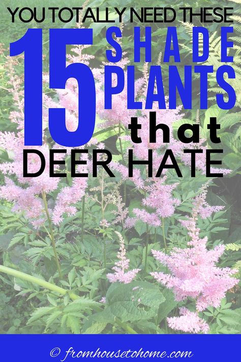 Find out how to keep your garden looking beautiful with these deer resistant shade plants that will help to prevent the animals from dining on your flowers. #fromhousetohome #deerresistant #shadeplants #gardeningtips #gardenideas  #deerresistant Deer Repellant Plants, Deer Resistant Shade Plants, Deer Resistant Landscaping, Deer Resistant Shrubs, Small Evergreen Shrubs, Deer Resistant Flowers, Shade Loving Shrubs, Deer Resistant Garden, Deer Repellant