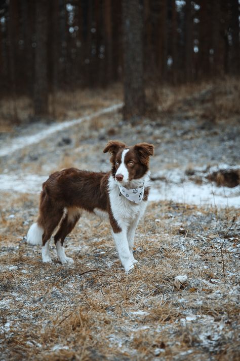 #bordercollie #bordercolliesofinstagram #dogsofinstagram #dog #dogs #puppy #bordercolliepuppy #bordercolliesoftheworld #bordercollielovers #bordercollieworld #dogstagram #instadog #bordercollies #dogoftheday #doglife #collie #doglover #doglovers #love #puppylove #puppiesofinstagram #dogphotography #border #bordercollielife #bordercollieoftheday #cute #bordercolliegram #pet #doggo #bordercolliemix Brown And White Border Collie Puppy, Chocolate Border Collie, Brown And White Border Collie, Brown Border Collie Puppy, Border Collie Brown, Border Collie Aesthetic, Border Collie Names, Brown Border Collie, Red Border Collie