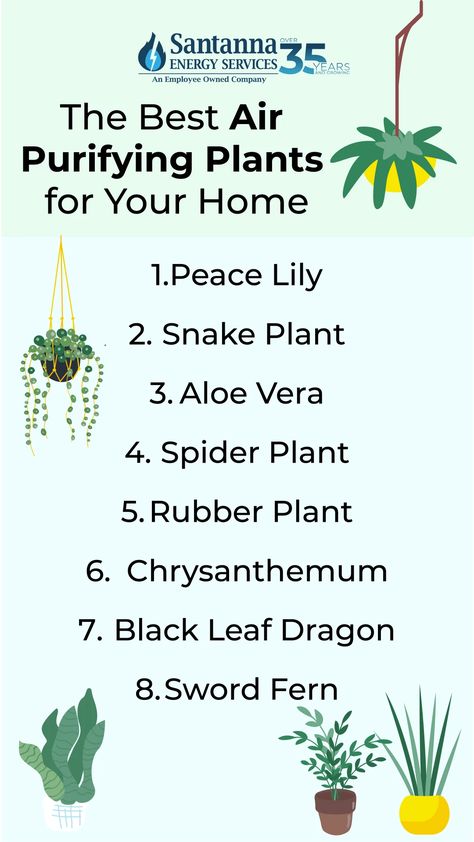 Transform your living space into a green oasis with these top air-purifying plants. Not only do they enhance your decor, but they also improve indoor air quality! Best Air Purifying Plants, Green Oasis, Improve Indoor Air Quality, Rubber Plant, Air Purifying Plants, Air Purifying, Homemade Cleaning Products, Peace Lily, Black Leaves