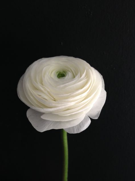 Ranunculus Ranculus Flowers Tattoo, Ranculus Flowers, Ranunculus Flower, Ranunculus Tattoo, White Ranunculus, Ranunculus Flowers, Hybrid Tea Roses, White Gardens, Deco Floral