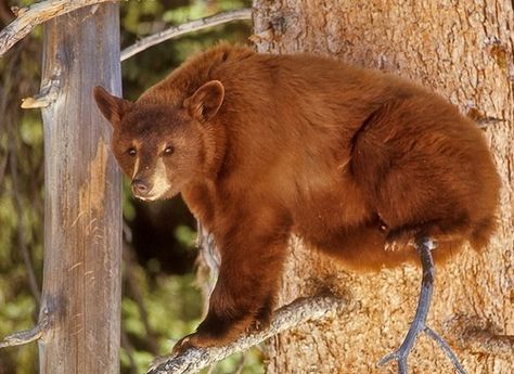 The cinnamon bear is a color phase of the American black bear, native to Colorado, New Mexico, Utah, Idaho, Montana, Washington, Wyoming, Alberta, and British Columbia. The most striking difference between a cinnamon bear and any other black bear is its brown or red-brown fur, reminiscent of cinnamon, from which the name is derived. Longest Word In English, Cinnamon Bear, Cinnamon Bears, American Black Bear, Bear Hunting, Cinnamon Color, Old Time Radio, Apex Predator, Brown Fur