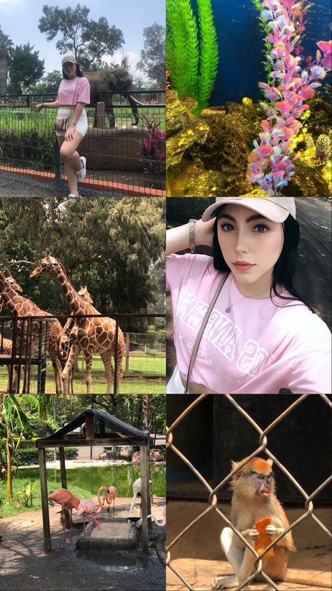 Dia de zoo Zoo Photo Ideas, San Diego Zoo Outfit, Zoo Outfit, Zoo Photos, San Diego Zoo, Instagram Frame, Tanzania, How To Take Photos, Guatemala