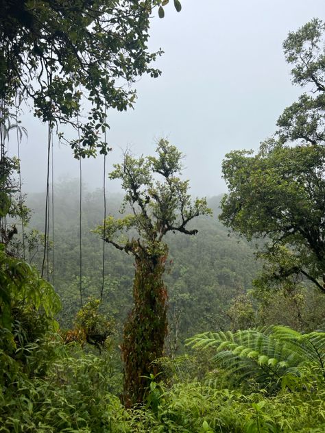 #bigisland #rain #adventure #hawaii Big Island, Hawaii, My Life, Quick Saves