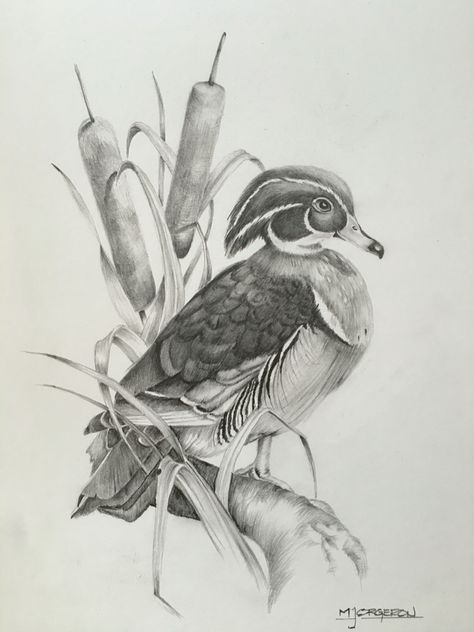 Wood Duck Mallard Duck Drawing Sketches, Wood Duck Drawing, Wood Duck Tattoo, Wood Duck Painting, Ducks Drawing, Duck Sketch, Hunting Drawings, Bird Pencil Drawing, Waterfowl Art