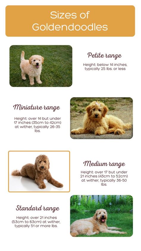 How To Brush A Goldendoodle, Small Goldendoodle, Doodle Tips, Labradoodle Haircut, Teddy Bear Goldendoodle, Goldendoodle Haircuts, F1b Goldendoodle, Doodle Dogs, Mini Goldendoodle