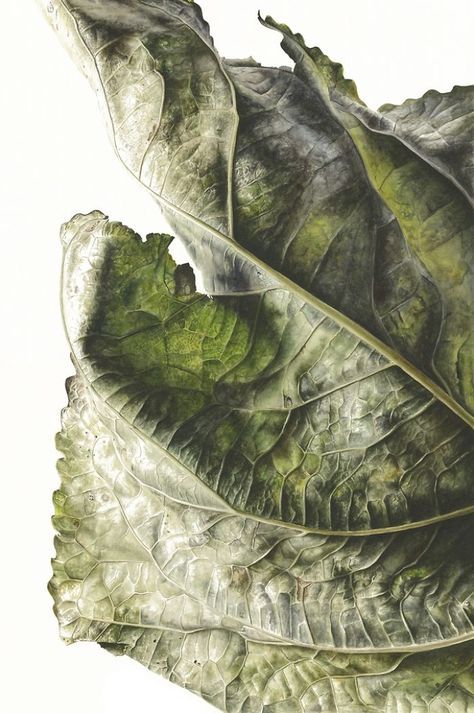 In February I will be holding my first solo exhibition of over 30 new watercolour paintings at Abbott and Holder in London. For this exhibition, I explore my vision of a botanical dystopia, challenging our own sense of scale, its value and how we measure it. The story began when I picked up a leaf from a London pavement in July 2014. Painting Leaves, Leaf Drawing, 수채화 그림, Tell A Story, Botanical Painting, Botanical Watercolor, Painted Leaves, Botanical Drawings, Limited Edition Art