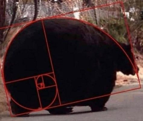 Bear Meme, The Golden Ratio, Smile Design, Bear Pictures, Golden Ratio, Silly Animals, Funny Animal Memes, Your Smile, Really Funny Pictures