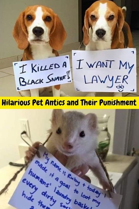 cute pets ashamed after their antics Stay Mad, Animal Shaming, Curiosity Killed The Cat, Dog Shaming, Cat Parenting, Kittens Funny, Animal Stories, Weird Animals, Sweet Animals