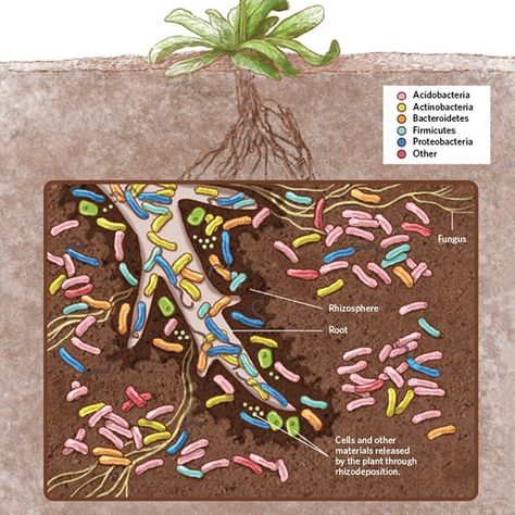 Soil microbes are crucial to the health of your plants. They help control disease and cycle nutrients.  #Robustcompost is packed with… Soil Microbes, Gut Biome, School Workout, Soil Microorganisms, Nutrient Cycle, Health Memes, Human Interest, Beautiful Sea Creatures, Symbiotic Relationships