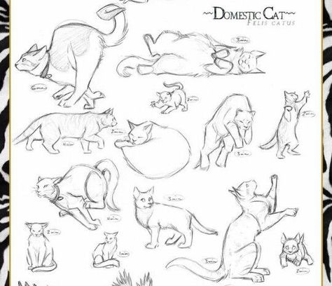 Cat Drawing Tutorial, Cats Art Drawing, Character Design Tutorial, Cat Anatomy, Warrior Cat Drawings, Cat Sketch, Cats Drawing, Drawing Cat, Cat Pose