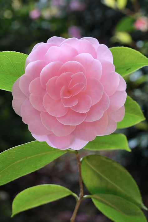 Camellia Flower Meaning, Camellia Flower Aesthetic, Pink Camellia Aesthetic, Quarantine Routine, Camellia Garden, Pink Camelia, Camellia Pink, Fuchsia Lipstick, Camellia Plant