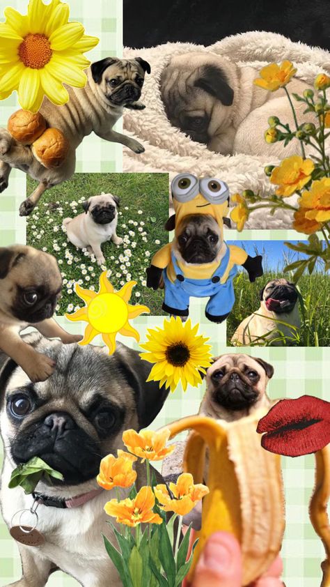 Cute Pug Wallpaper, Pug Iphone Wallpaper, Pug Wallpaper Aesthetic, Cute Pugs Wallpapers, Aesthetic Pug Wallpaper, Wallpaper Pug, Pugs Dog, Black Pug Wallpaper, Puglie Pug Wallpaper