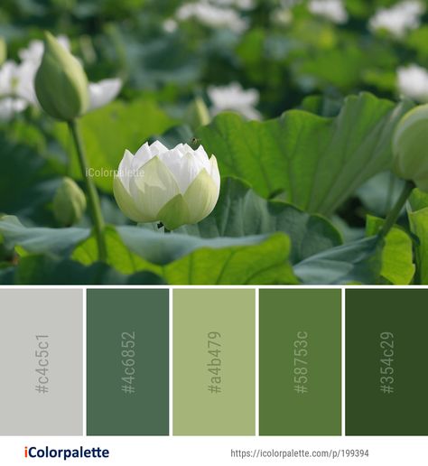 Color Palette ideas from 172 Lotus Images | iColorpalette Lotus Color Palette, Colour Recipe, Lotus Image, Color Palette Ideas, Sacred Lotus, Drawing Things, Aquatic Plant, Poker Card, Colour Wheel