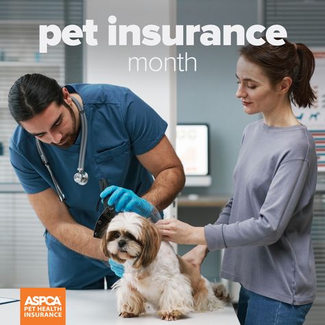 Happy #PetInsuranceMonth! Are you curious about how pet insurance works? Check out our resources (click our pin) #Pets #dog #cat #PetInsurance #ASPCAPetInsurance Health Insurance Plans, Pet Insurance, Chronic Condition, Blue Heeler, Pet Parent, Pet Health, Health Insurance, Worth It, Pets Cats