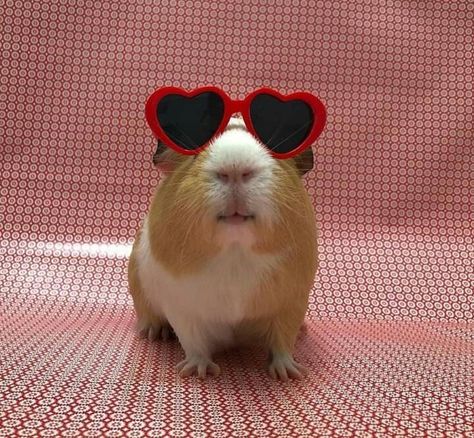 Gunnie Pigs Cute, Pig Astethic, Aesthetic Red Hair, Revenge Of The Island, Pig Pics, Guinea Pigs Funny, Baby Guinea Pigs, Pig Pictures, Cutee Animals