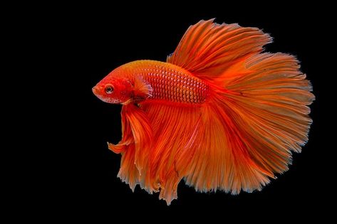 Orange betta fish | Premium Photo #Freepik #photo #betta-fish #betta #red-fish #aquarium-fish Photo Orange, Orange Fish, Sea Slug, Fish Swimming, Blurred Background, Red Fish, Betta Fish, Premium Photo, Koi